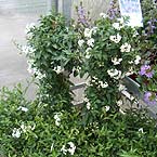 p�nter. blumen. garten. - Pflanzen