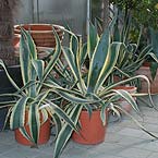 p�nter. blumen. garten. - Pflanzen