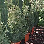 p�nter. blumen. garten. - Pflanzen