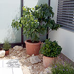 p�nter. blumen. garten. - Gartenbau