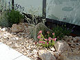 p�nter. blumen. garten. - Gartenbau
