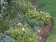 p�nter. blumen. garten. - Gartenbau