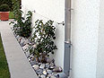 p�nter. blumen. garten. - Gartenbau