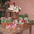 p�nter. blumen. garten. - Wohnaccessoires