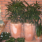 p�nter. blumen. garten. - Wohnaccessoires
