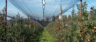 Obstplantage in St�fa