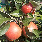 �pfel zum anbeissen