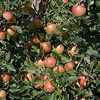 Reiche Apfelernte