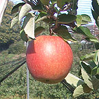 Der Apfel vom Z�richsee