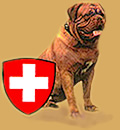 Bordeauxdoggen-Schweiz