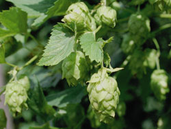 Hopfen