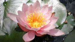 Seerose