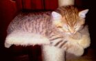 Freddy Bild 2