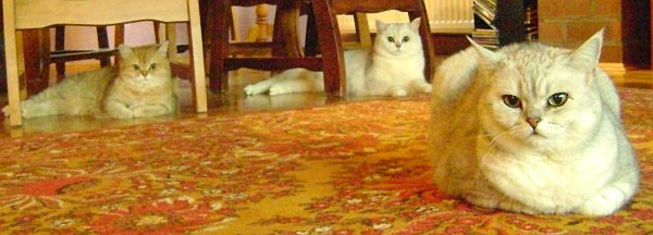 British Kurzhaar-Katzen aus dem Spreewald