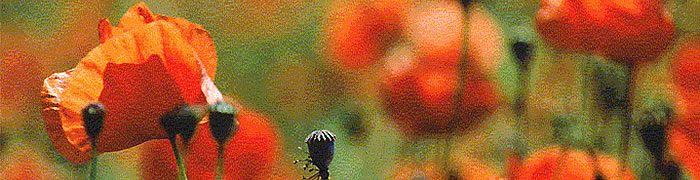 Homepage Gasthof 1.jpg