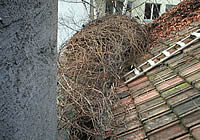 Dach- und Rinnenreinigung