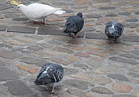 Tauben