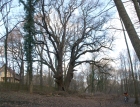 Eiche  545