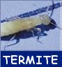Photo d'une termite