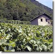Le vignoble de Flanthey
