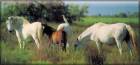 Camargue