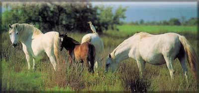Camargue