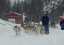 Finnland, Schlittenhundetouren