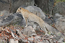 Leopard.jpg
