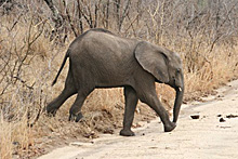 Suedafrika-Hluhluewe-224.jpg