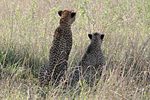 Suedafrika-Phinda-137.jpg