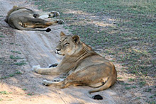 Suedafrika-Sabi-Sabi-10-035.jpg