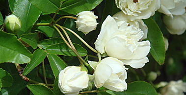 Orselina-132_379x193px.jpg