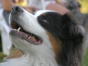 Asko