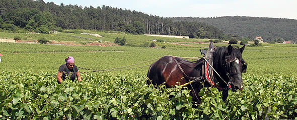 anim_590x240px_11.jpg