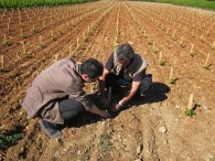 greffons juste replant�s
