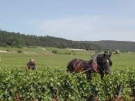 griffage �colo dans les grands crus