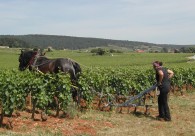 griffage dans le clos de B�ze.jpg