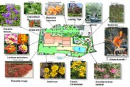Etude d'implantation des plantes dans votre jardin