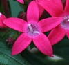 D&eacute;tail du Pentas laceolata