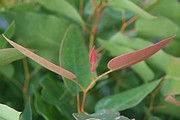Eucalyptus Gomphocephala