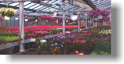 Blumen verschicken über Gärtnerei Cholewa