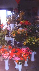 Blumen aus Hosena