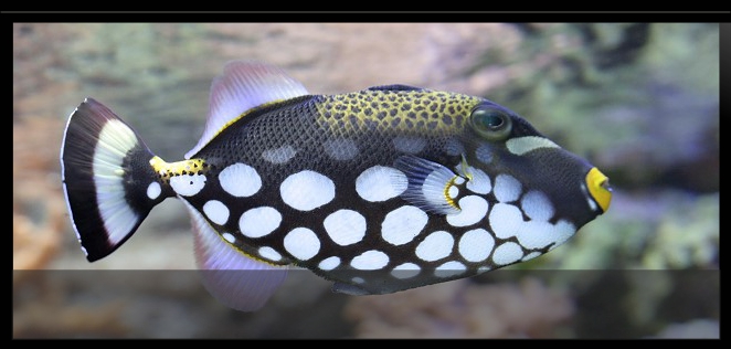 Strandtauchen bei Coraya Divers