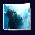 Tauchen bei Coraya Divers