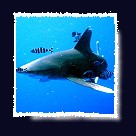 Coraya Divers Ausfl�ge