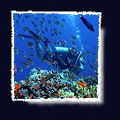 Download Tauchplatzbeschreibungen Coraya Divers