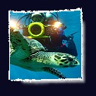 Videos Coraya Divers