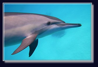 Delphin in der Bucht in Marsa Alam