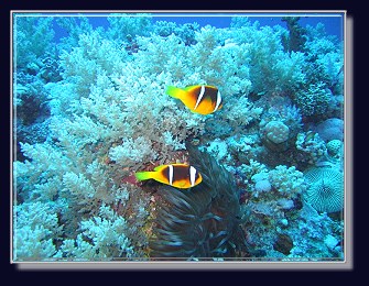 Korallen am Hausriff der Coraya Divers &Auml;gypten