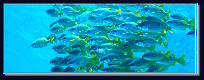 Fischschwarm im Hausriff der Coraya Divers - ein leuchtender Anblick f&uuml;r Taucher